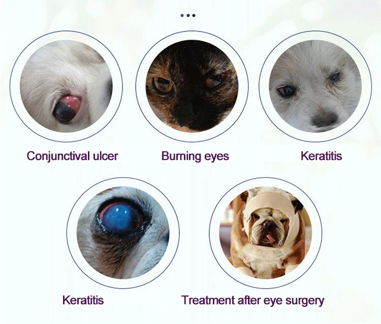 Fermento akių gelį naminių kačių ir šunų akių medicina keratitis konjunktyvitas opa patinimas ir uždegimas, akių tepalas